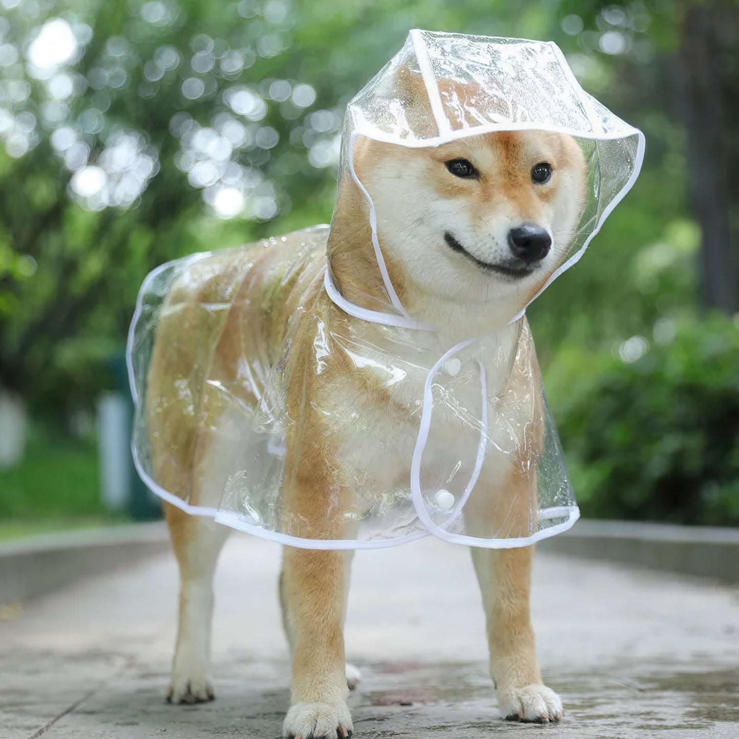 Shiba wearing white Hooded Dog Raincoat